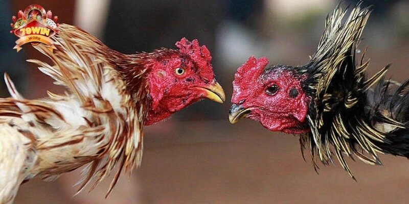 Các loại hình đá gà C3 hấp dẫn
