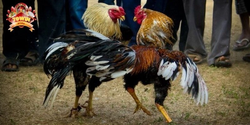 Kinh nghiệm chọn gà tre đá hiệu quả nhất
