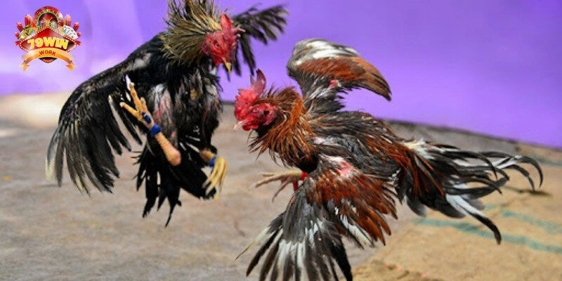 Quy tụ nhiều chiến kê