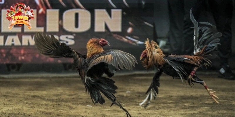 Ưu điểm vượt trội của đá gà Thomo tại 79win