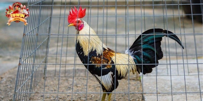 Lựa chọn dựa vào thể trạng